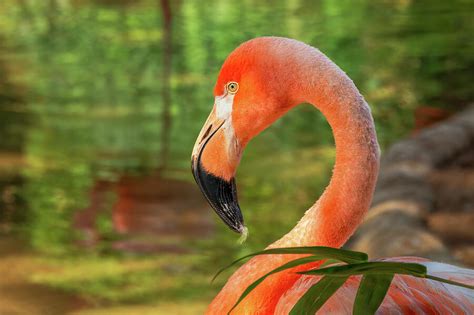 art of zoo gay|Flamingo